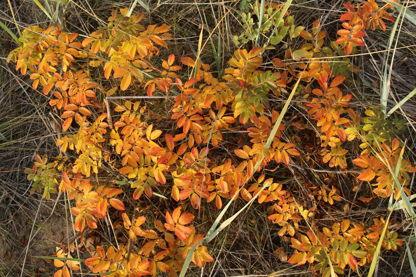 Image of Rosa rugosa specimen.