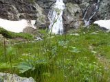 род Heracleum. Цветущее растение. Карачаево-Черкесия, Урупский р-н, Кавказский биосферный заповедник, Имеретинское ущелье, ≈ 2300 м н.у.м., скалы под Верхним Имеретинским водопадом, альпийский луг. 28.07.2022.