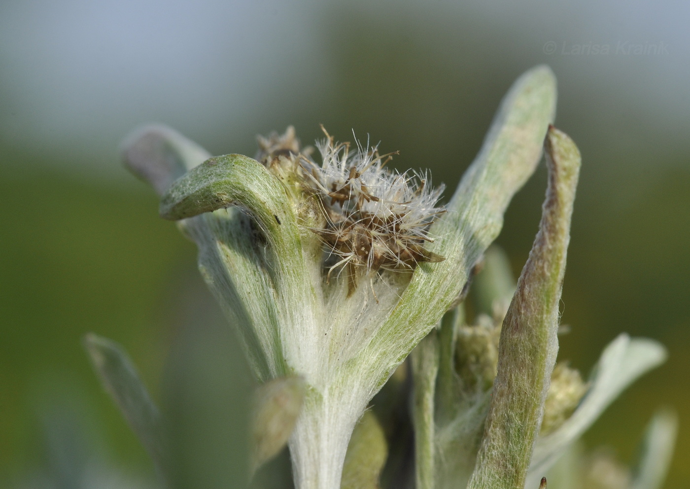 Image of Gnaphalium uliginosum specimen.