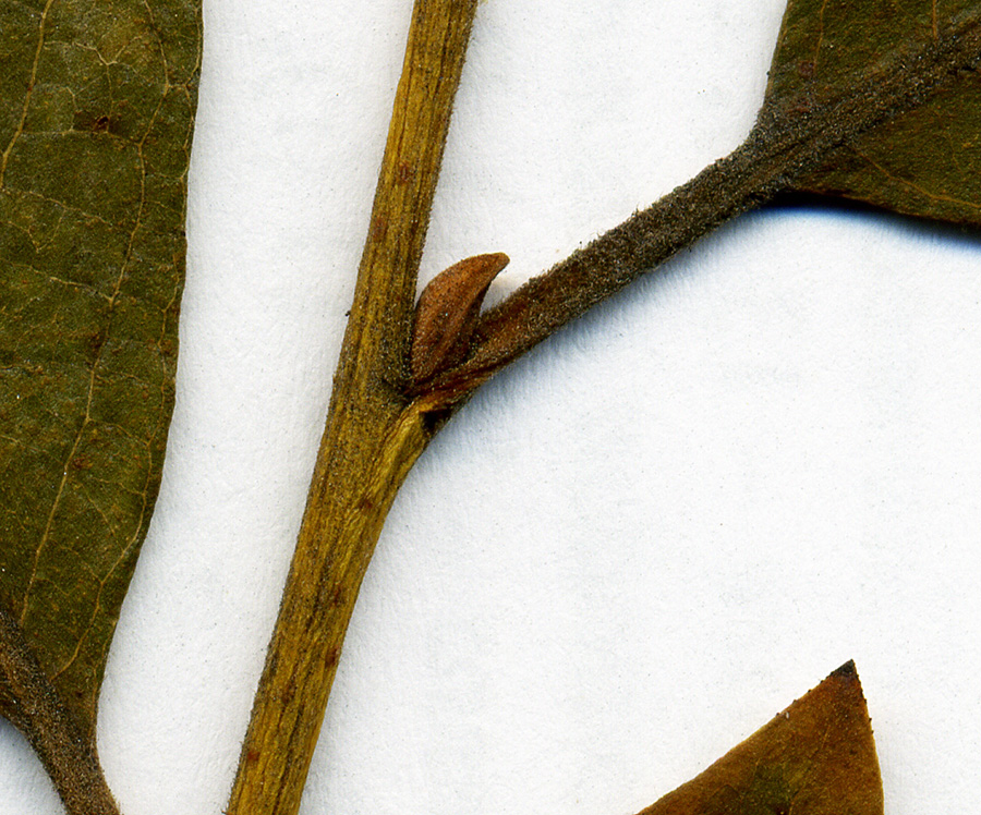 Image of Salix × bicolor specimen.
