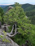 Pinus sibirica