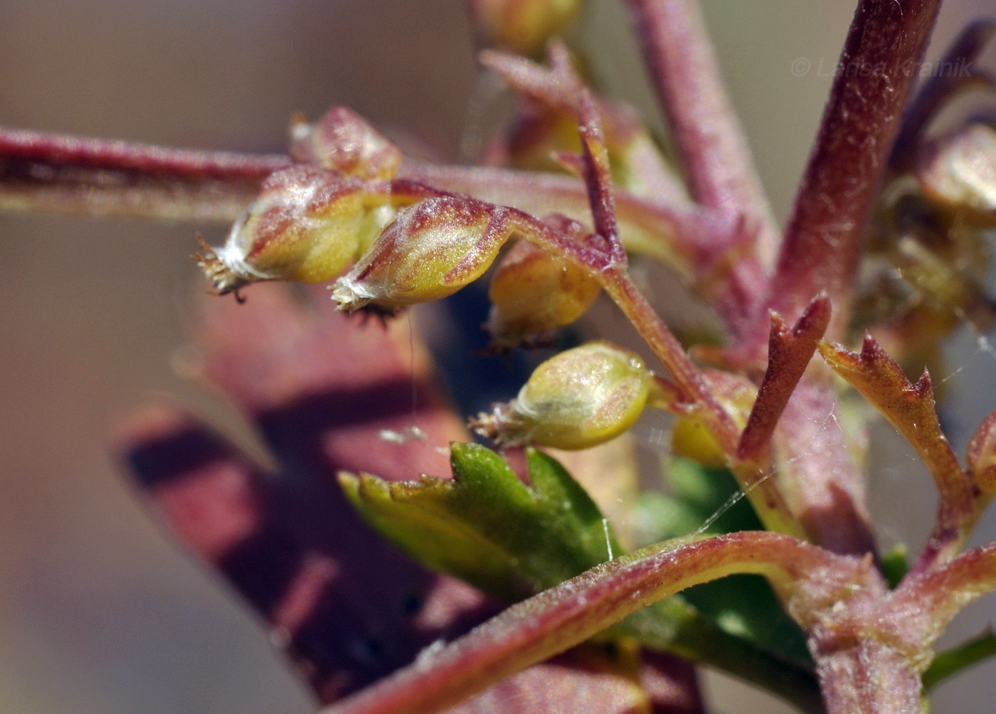 Image of Artemisia japonica specimen.