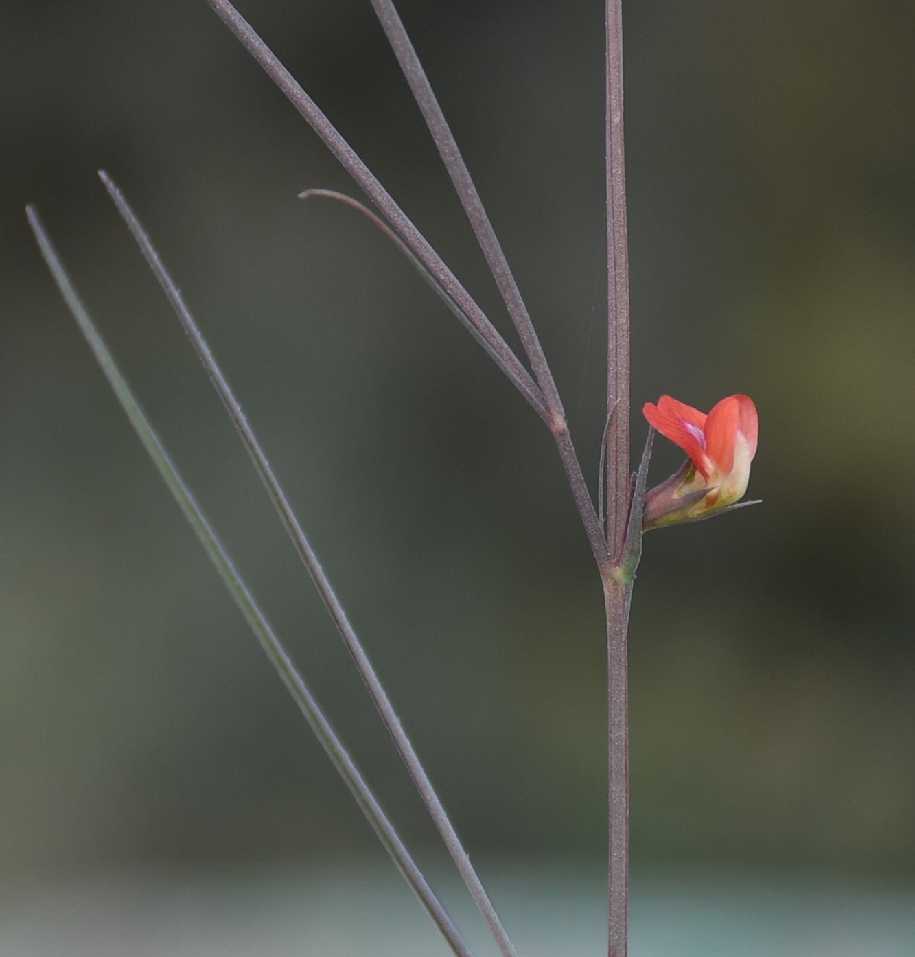 Изображение особи Lathyrus sphaericus.