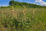 Astragalus alopecurus