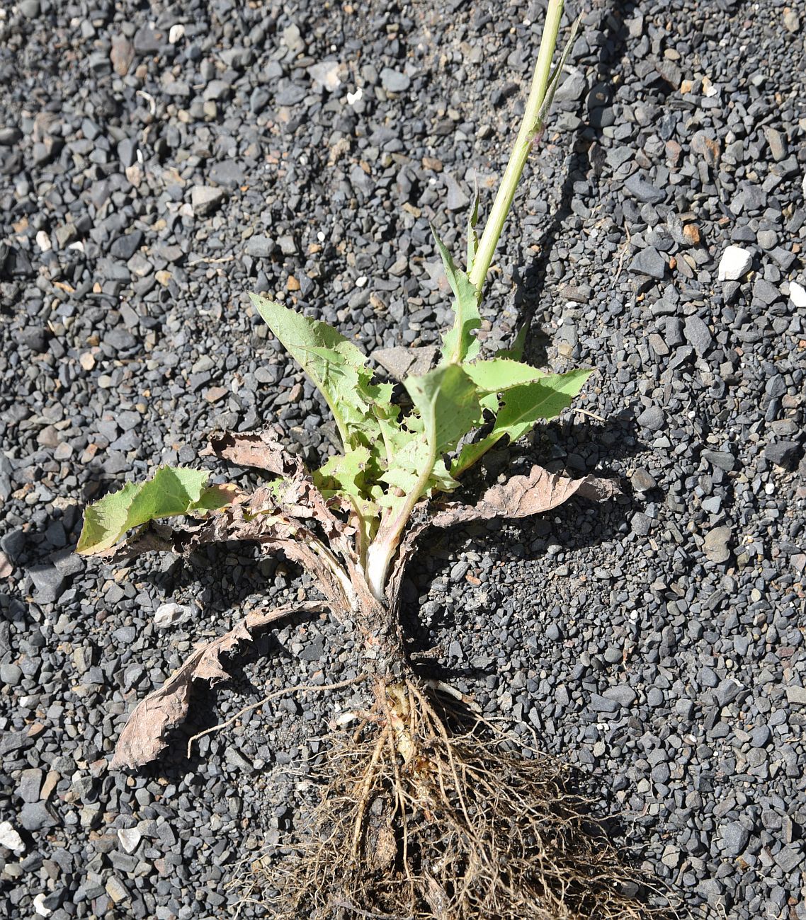 Image of Cicerbita racemosa specimen.