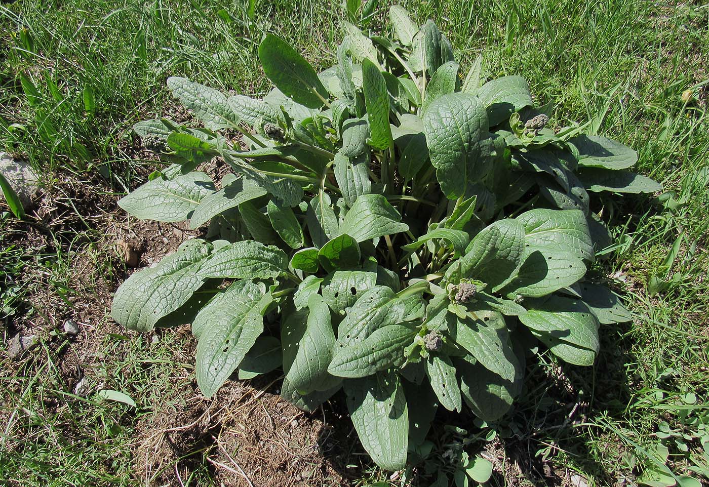 Изображение особи Solenanthus circinnatus.