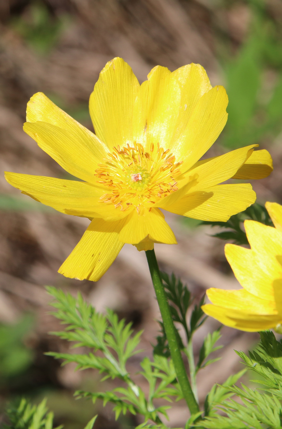 Image of Adonis apennina specimen.