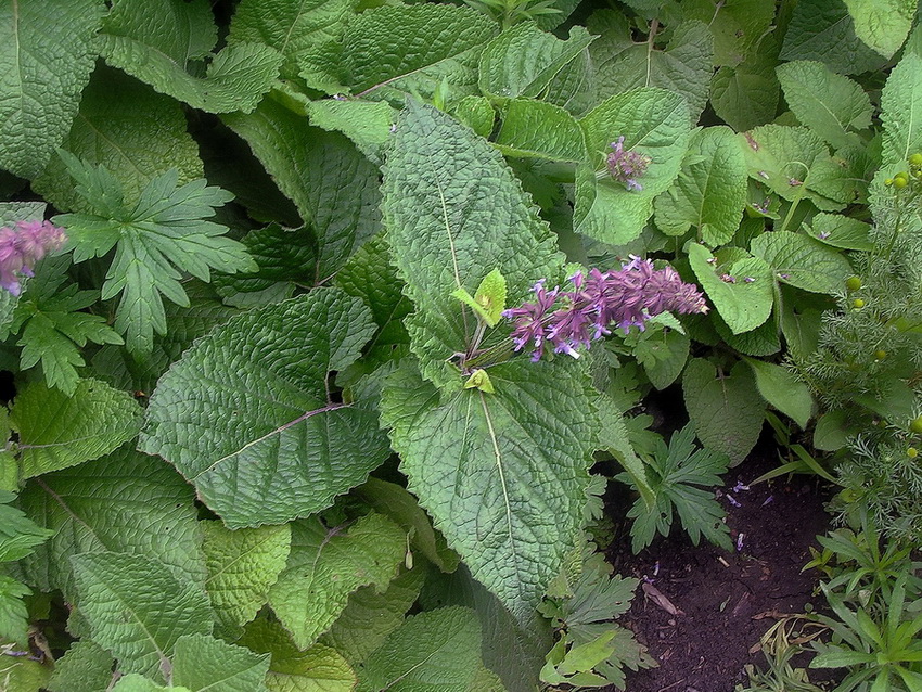 Изображение особи Salvia verticillata.