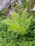 Dryopteris assimilis. Спороносящее растение. Мурманская обл., окр. пос. Дальние Зеленцы, заросли дёрена (Chamaepericlymenum suecicum) у подножия скалы. 03.08.2022.