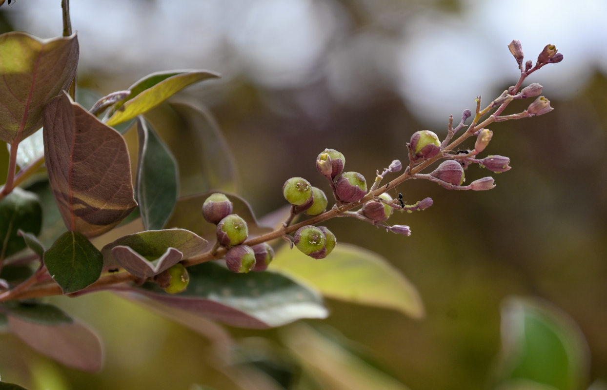 Image of Vitex trifolia var. purpurea specimen.