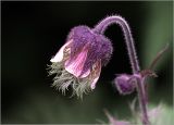 Geum rivale