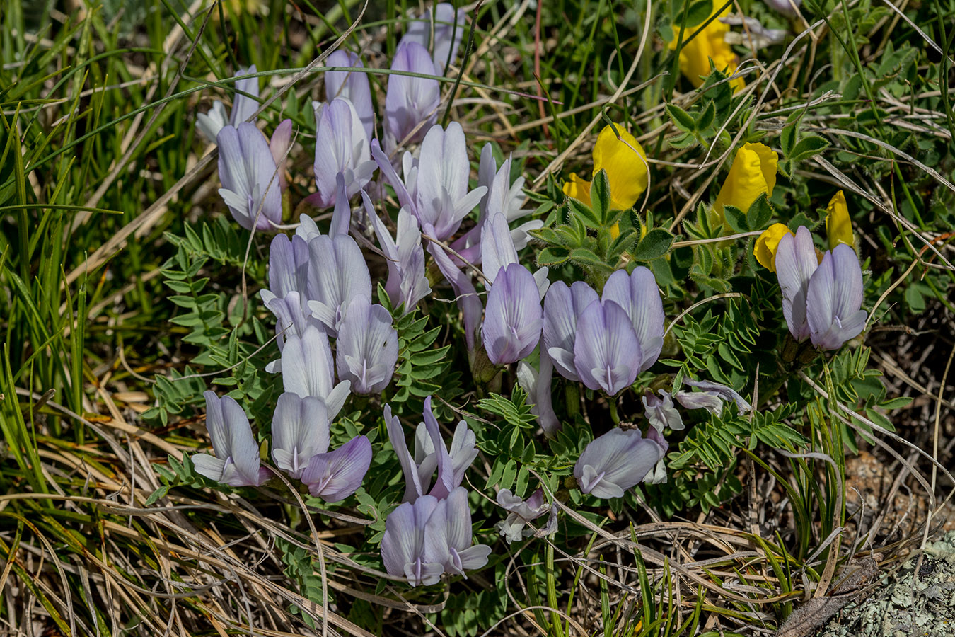 Изображение особи Astragalus levieri.