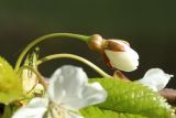 Image of taxon representative. Author is Дмитрий Орешкин