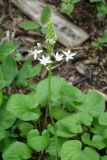 Ornithogalum arcuatum