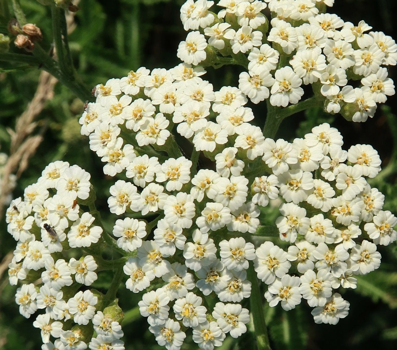 Изображение особи Achillea millefolium.