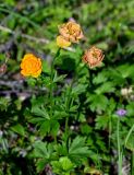 Trollius asiaticus. Верхушка отцветающего растения. Красноярский край, Таймырский Долгано-Ненецкий р-н, плато Путорана, долина р. Кутарамакан, влажный луг. 25.07.2023.