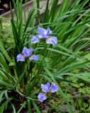Iris sanguinea