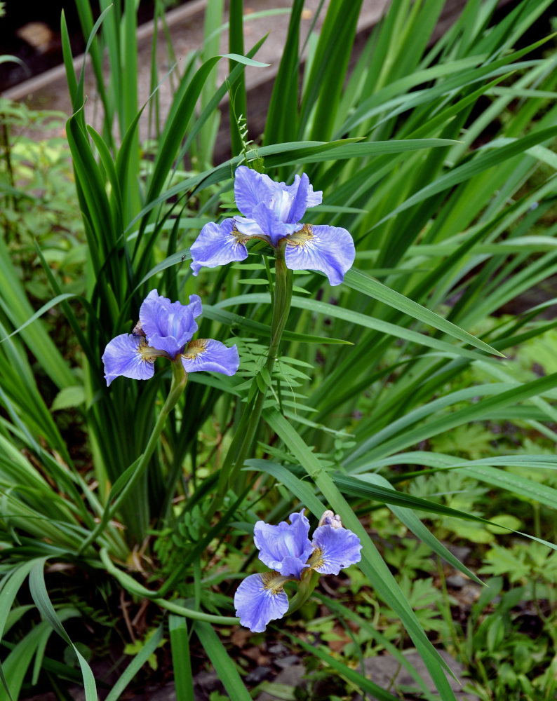 Image of Iris sanguinea specimen.
