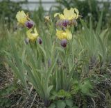 Iris variegata