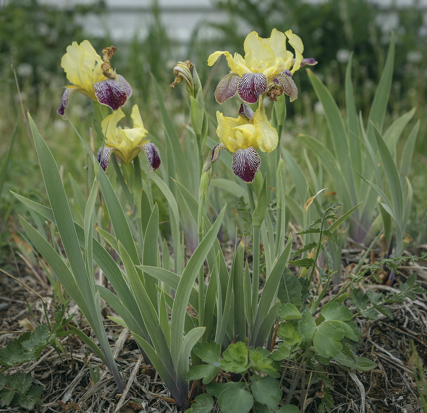 Image of Iris &times; hybrida specimen.