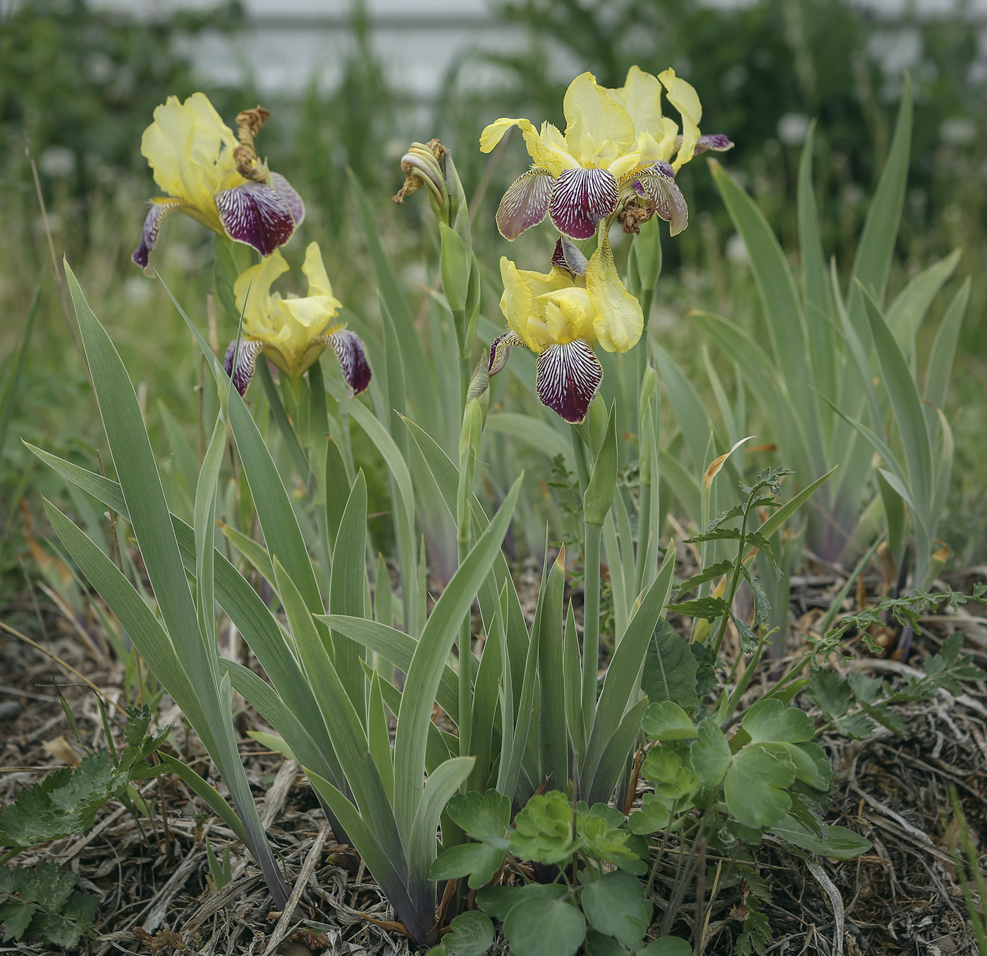 Изображение особи Iris variegata.