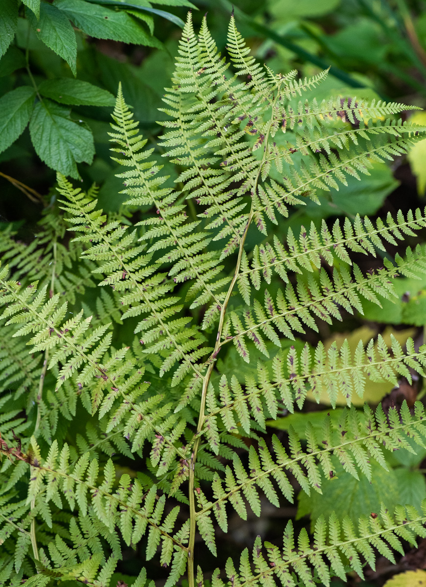 Image of Athyrium monomachii specimen.