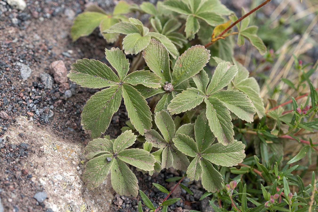 Изображение особи Potentilla brachypetala.