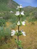 Phlomoides labiosa