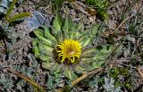 Inula rhizocephala