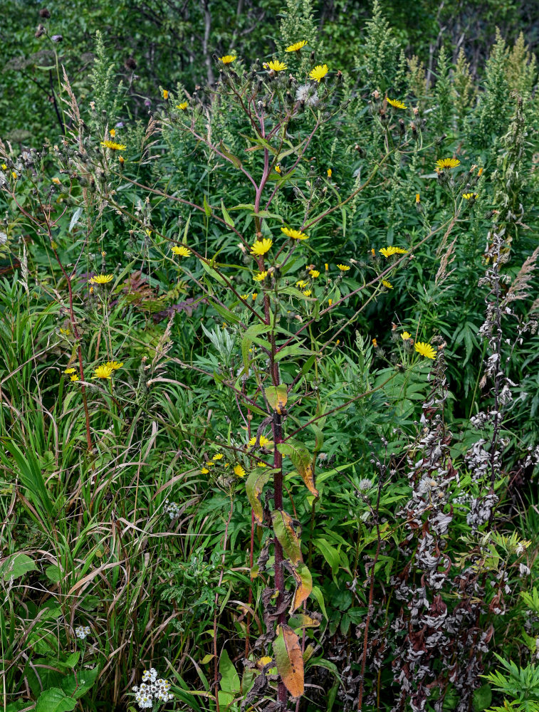 Image of Picris japonica specimen.