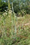 Elytrigia repens