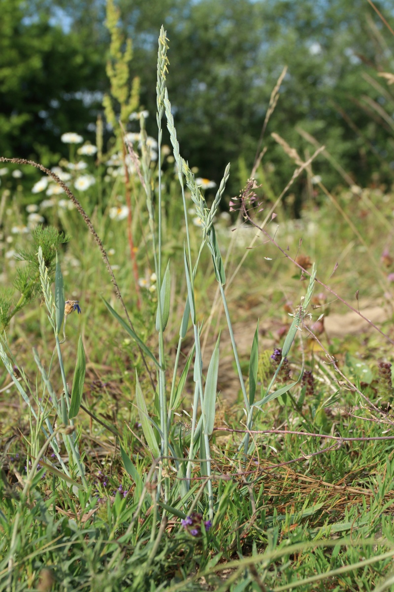 Изображение особи Elytrigia repens.