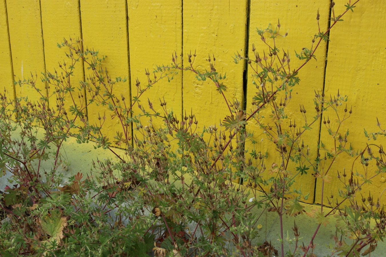 Image of Geranium pusillum specimen.