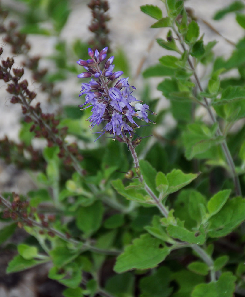 Image of Veronica daurica specimen.