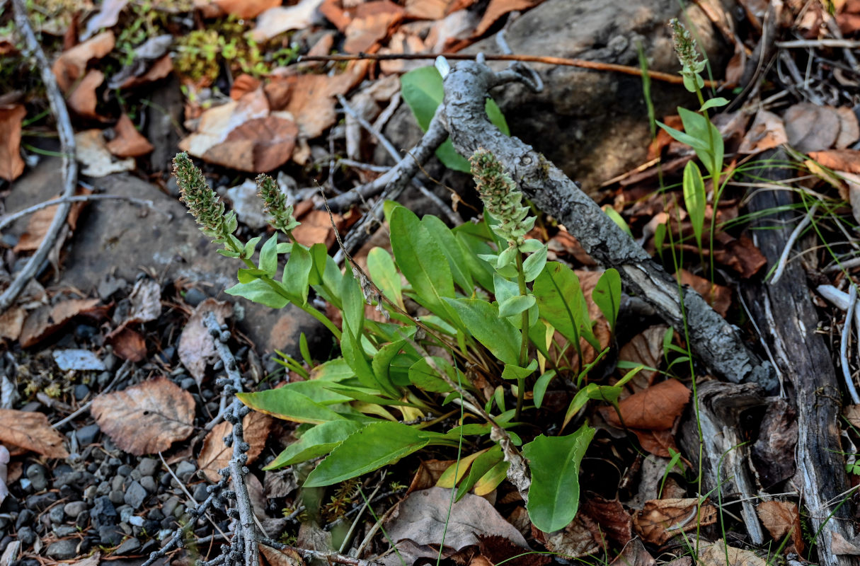 Image of Lagotis minor specimen.