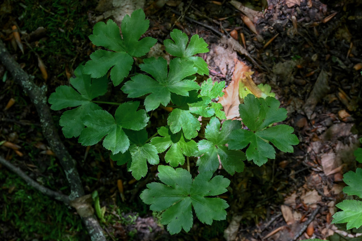 Изображение особи Sanicula europaea.