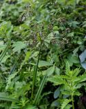 Scirpus sylvaticus. Верхушка цветущего растения среди побегов Lycopus europaeus. Оренбургская обл., Кувандыкский гор. округ, Карагай-Губерлинское ущелье, берег реки, у воды. 04.07.2023.