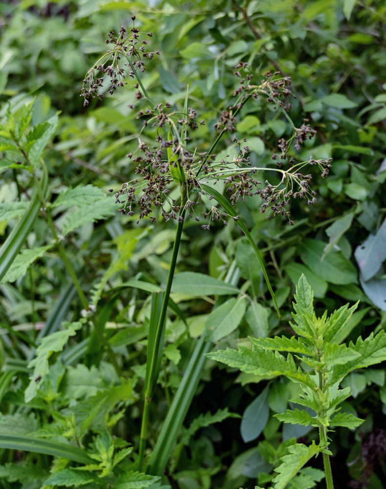 Изображение особи Scirpus sylvaticus.