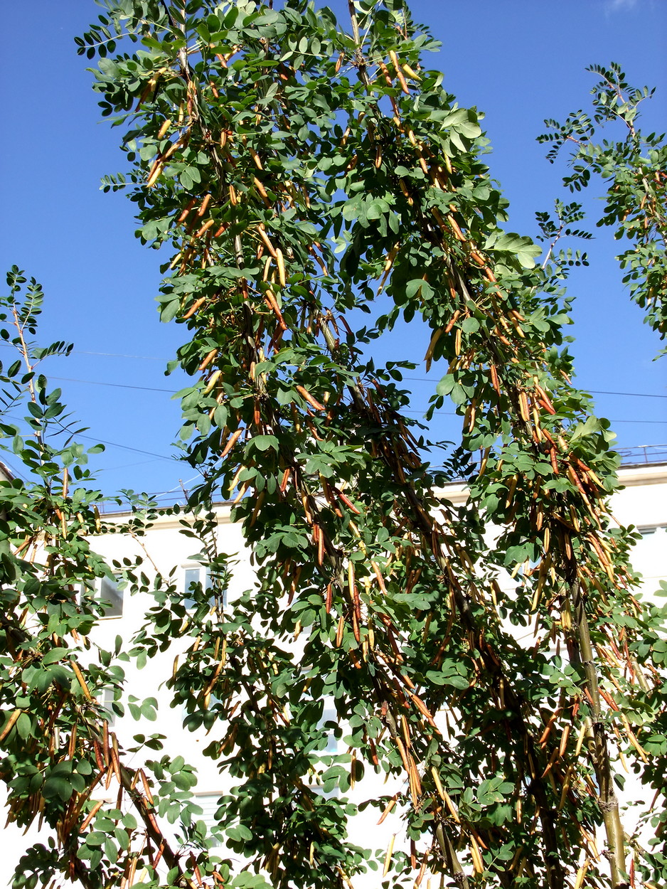 Изображение особи Caragana arborescens.