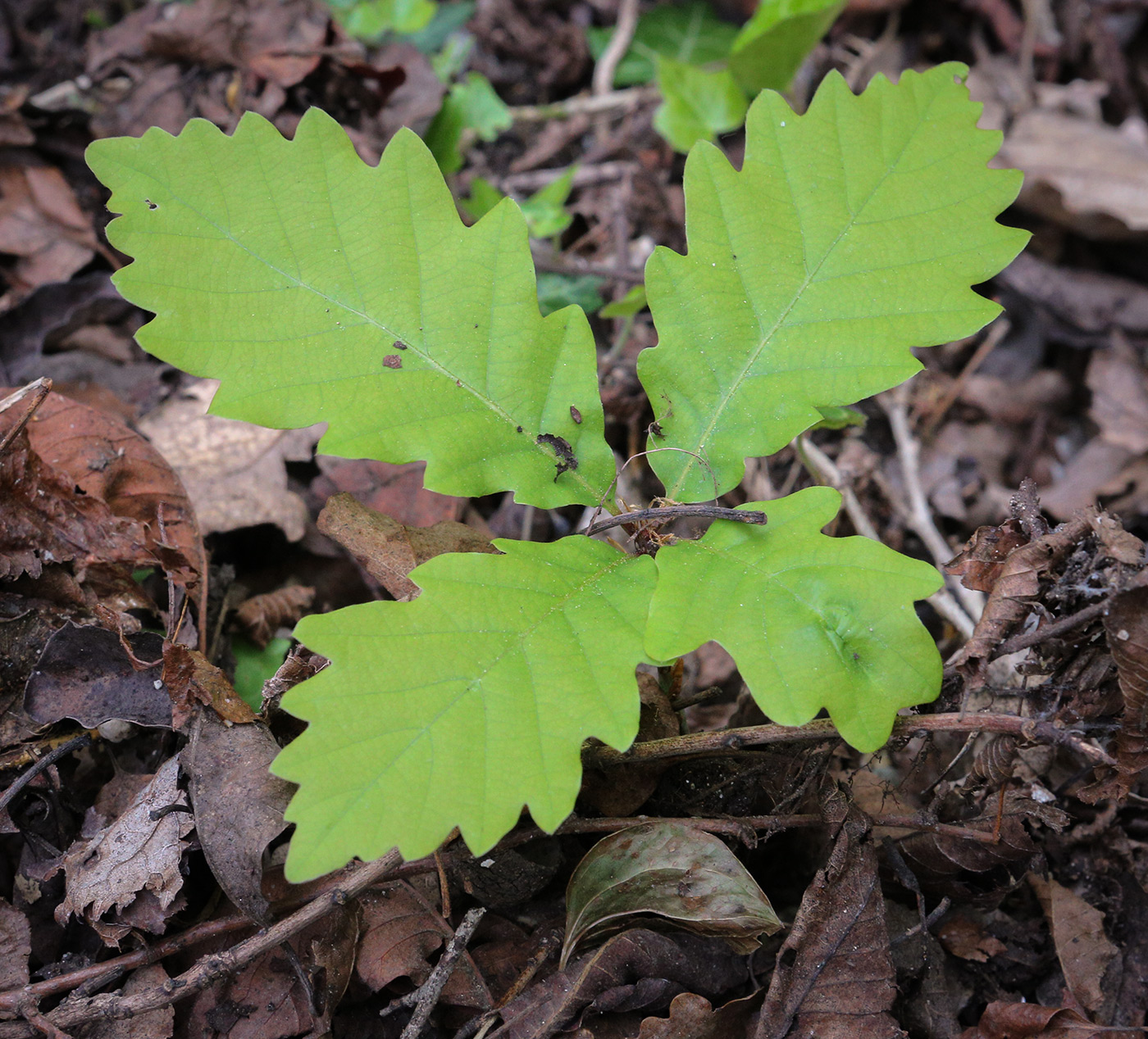 Image of Quercus iberica specimen.