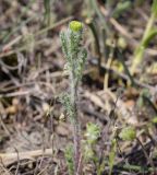 Senecio vernalis