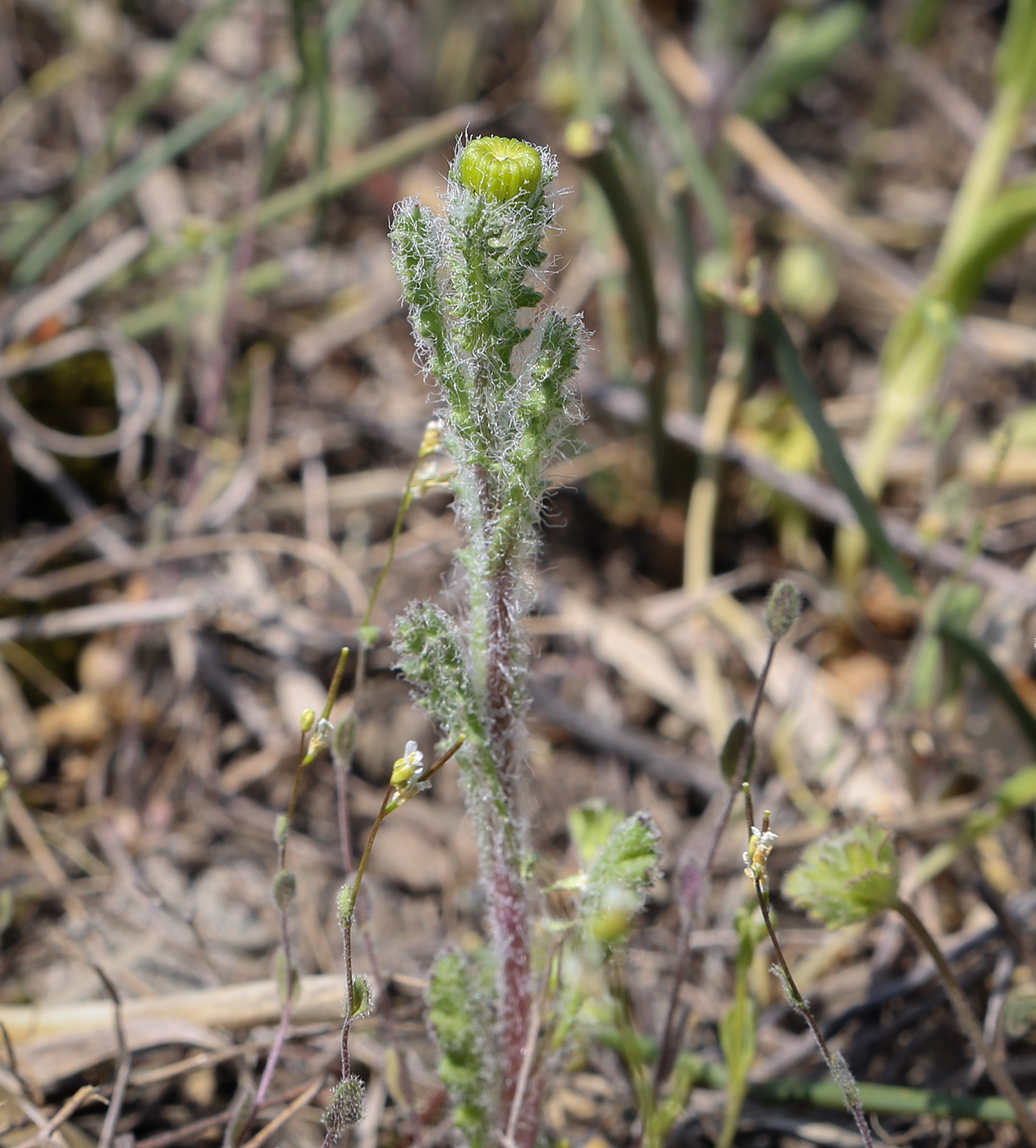 Изображение особи Senecio vernalis.