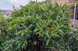 Eriobotrya japonica. Крона дерева с незрелыми плодами. Грузия, г. Тбилиси, в культуре. 10.06.2023.