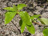 Populus suaveolens