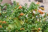 Zygophyllum kegense