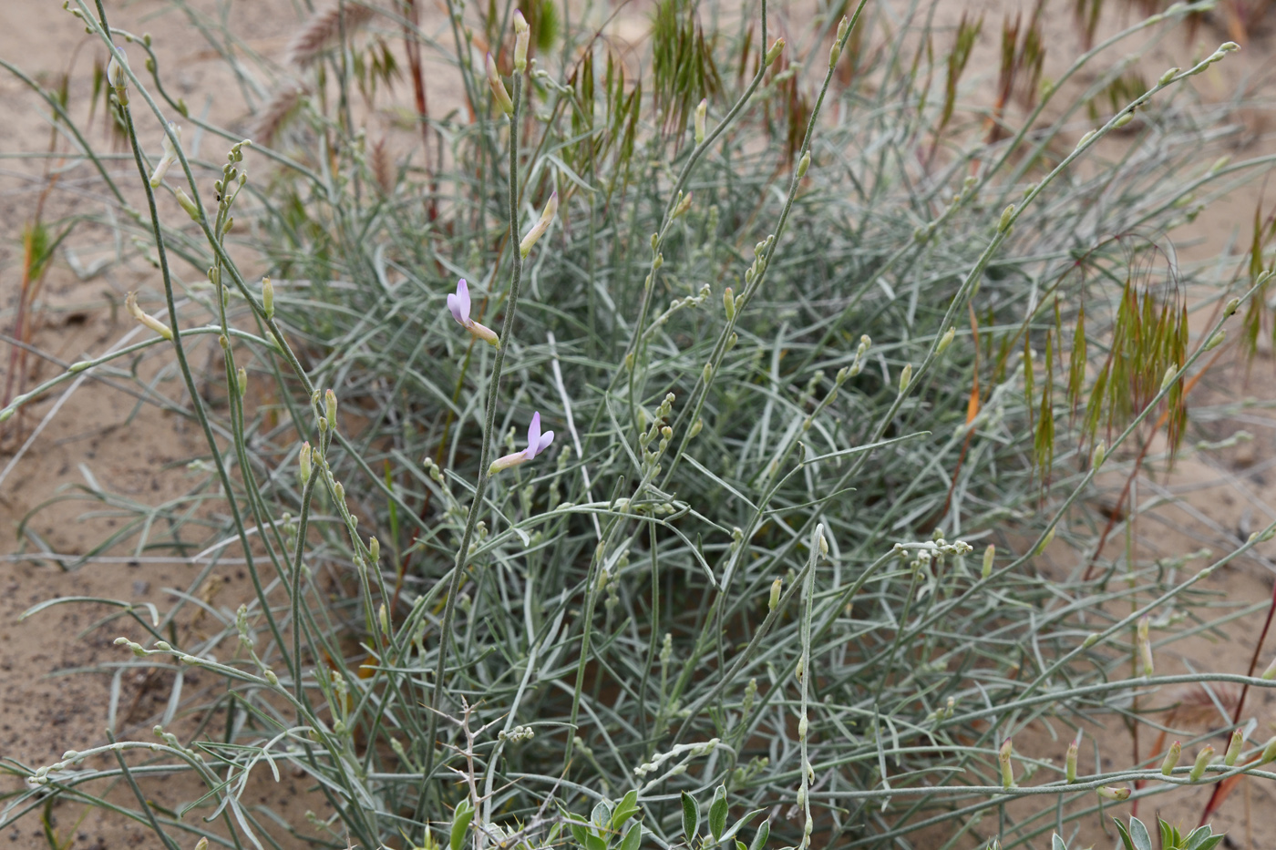 Изображение особи Astragalus sogotensis.