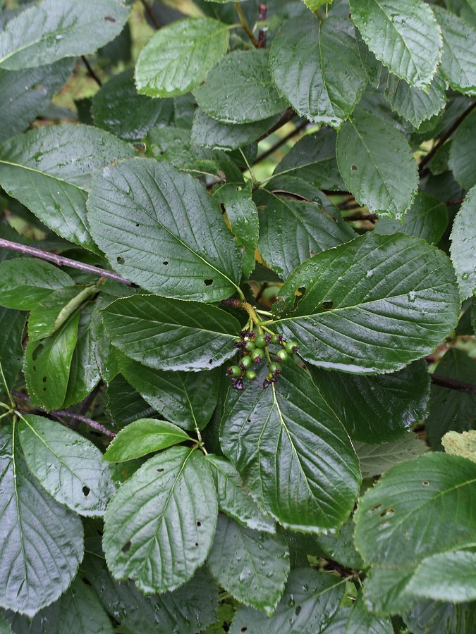 Image of Sorbus buschiana specimen.