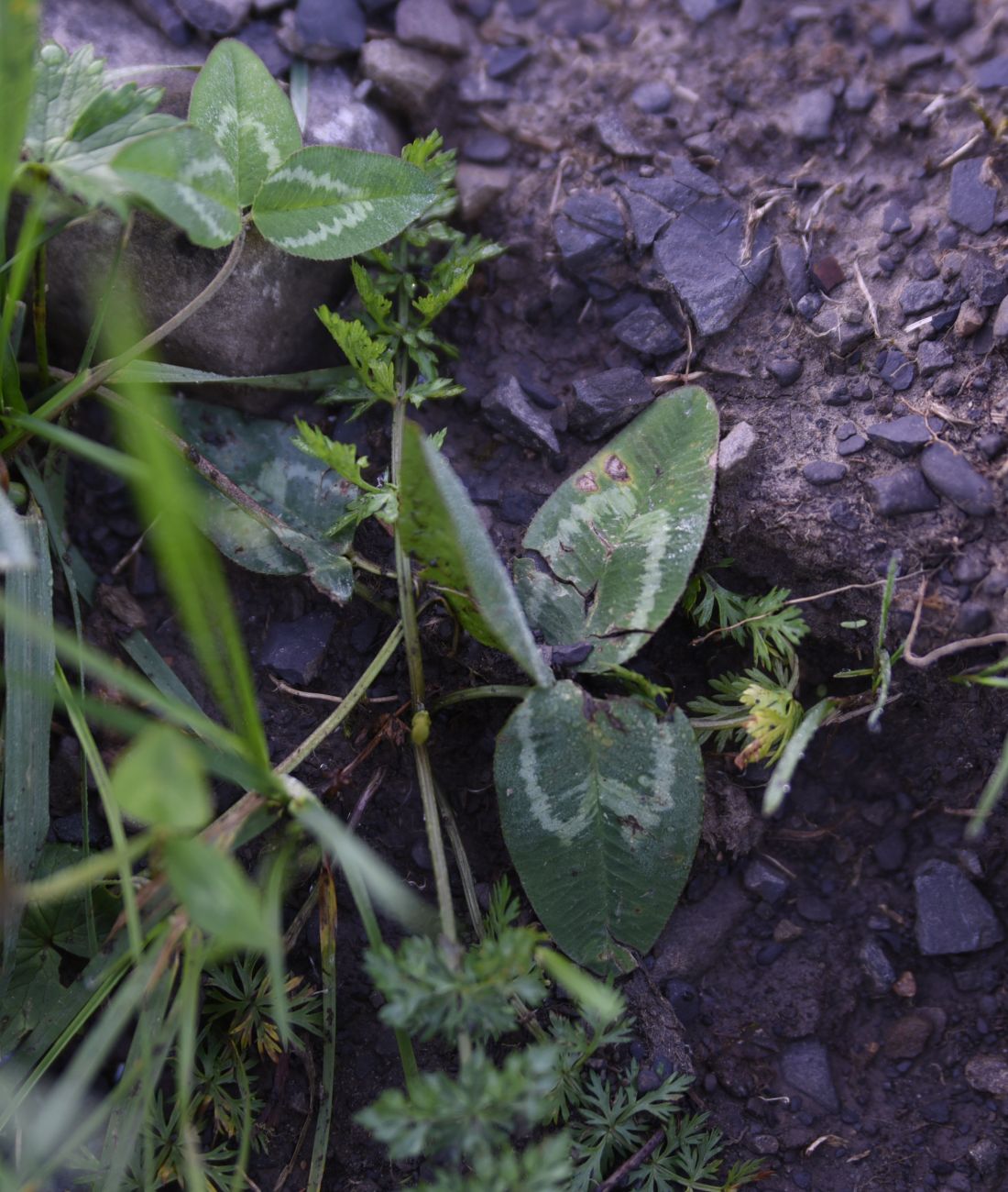 Изображение особи род Trifolium.