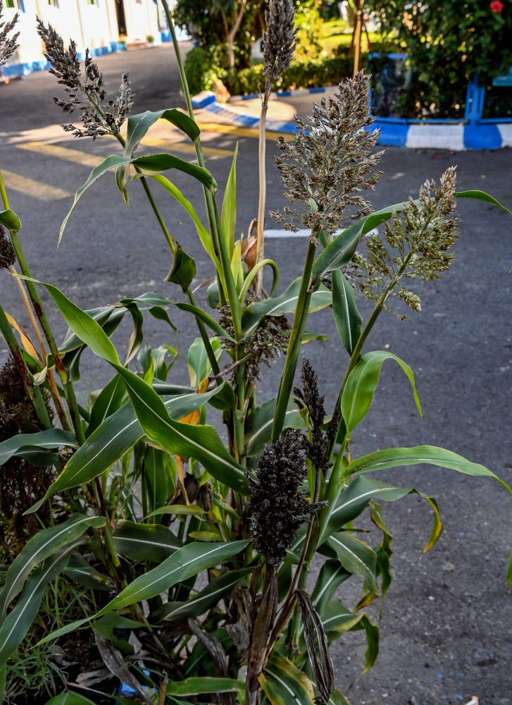 Image of Sorghum bicolor specimen.