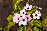 Adenium boehmianum